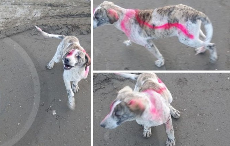 Un câine a fost vopsit cu spray de muncitorii de pe un șantier din Satu Mare. Imaginile au ajuns la asociațiile care se ocupă cu protecția animalelor