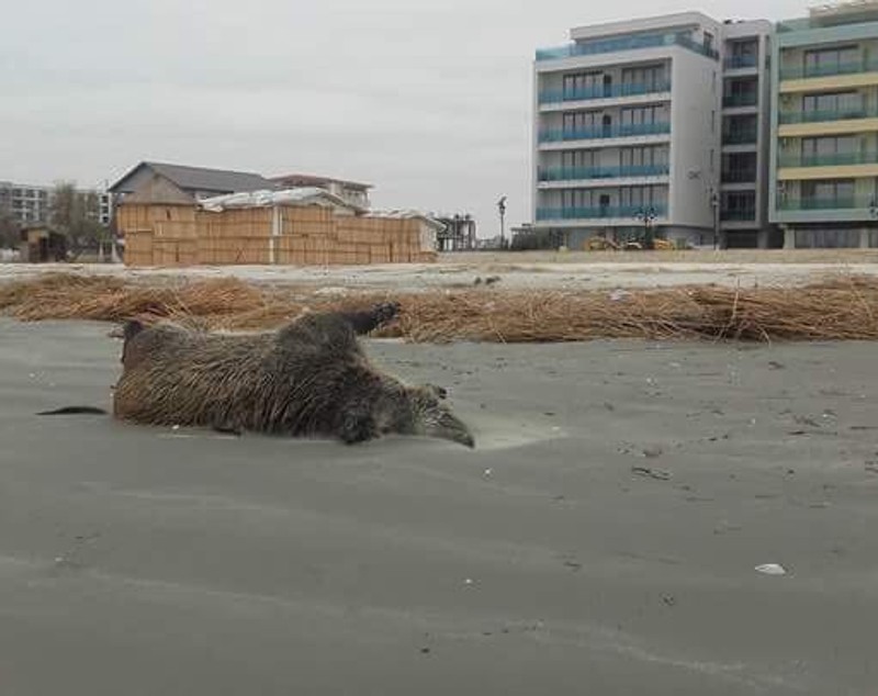 Porci mistreți, găsiți morți și parțial sfâșiați pe o plajă din nordul stațiunii Mamaia - FOTO&VIDEO