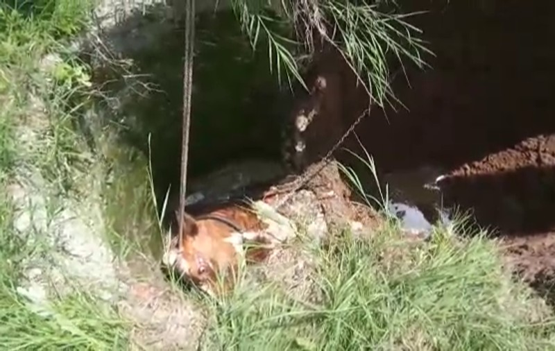 Vacă salvată de pompieri în Băicoi. Animalul a fost scos cu buldozerul dintr-un canal