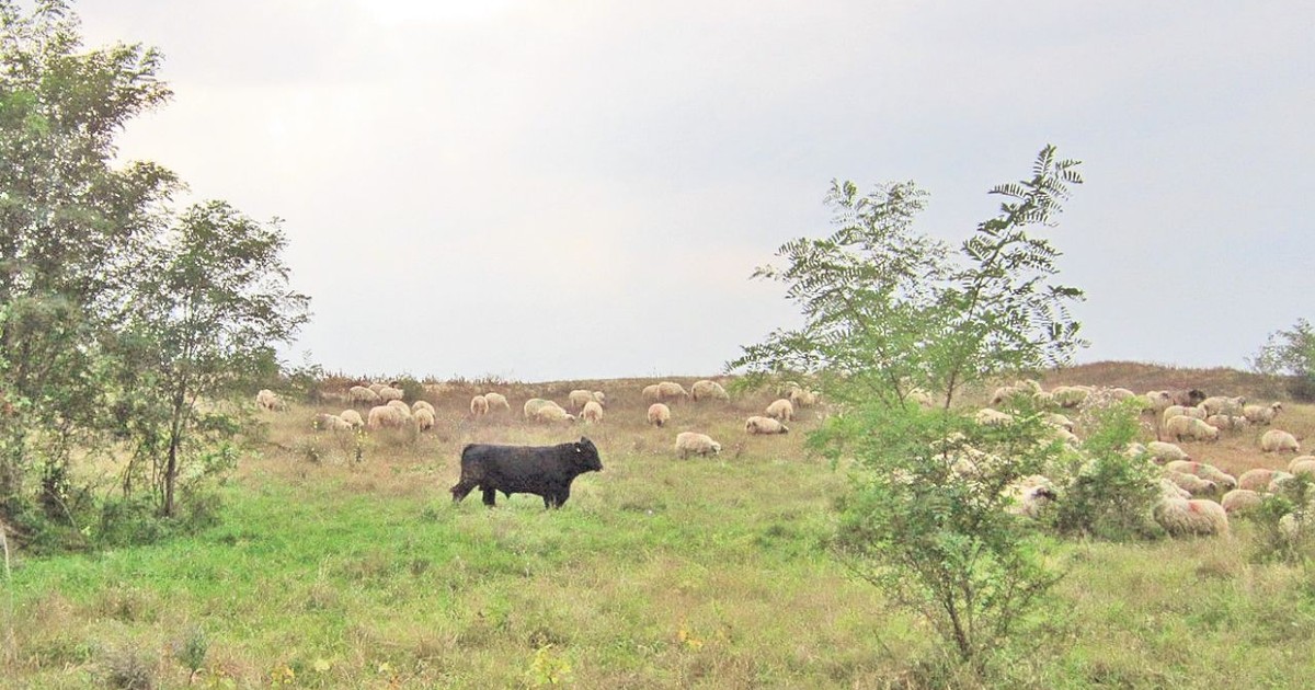 Arhiva foto