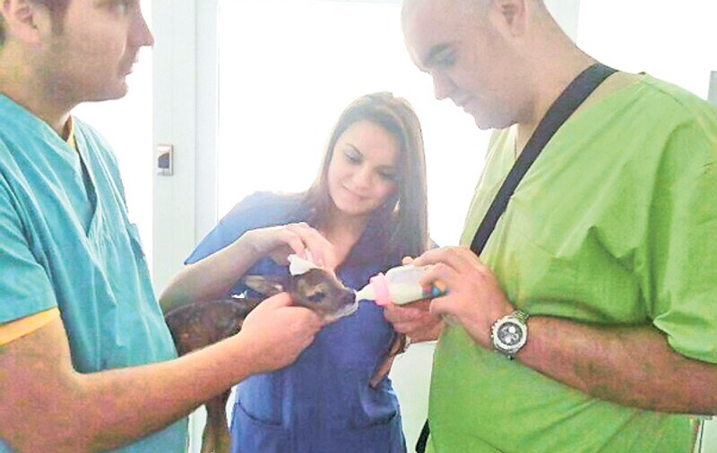 Medicii au salvat un pui de căprioară