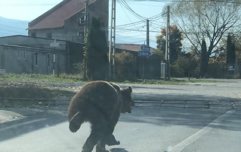 VIDEO| Doi copii și un bărbat, atacați de un urs lângă o piață, în județul Brașov. „A sărit direct pe mine”