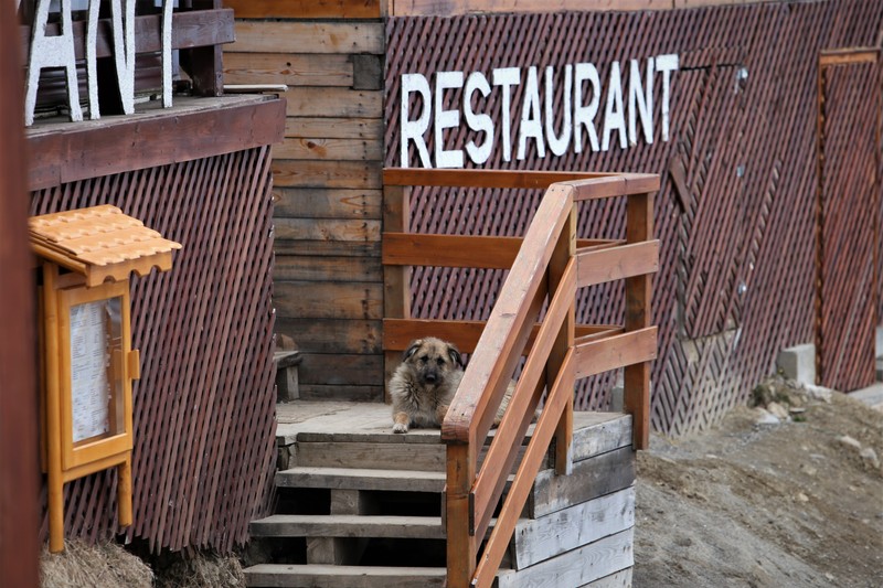 Un câine stă singur pe treptele restaurantului La Ceaunu Crăpat, la cota 1.400