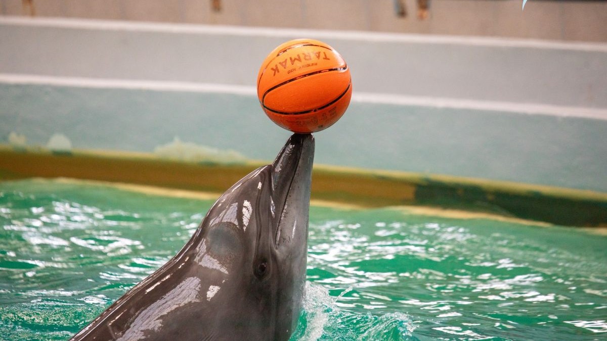 Un delfin este în apă și ține o minge portocalie de baschet în bot