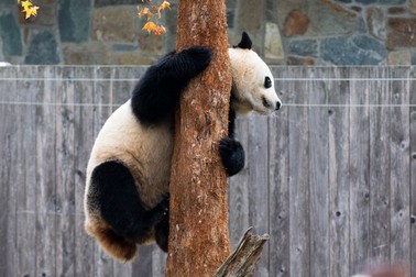 Bei Bei / FOTO: EPA