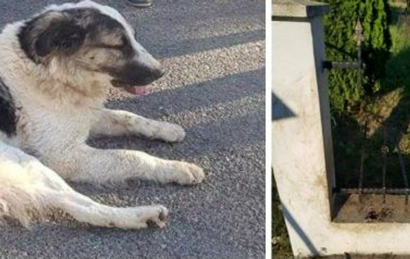 Câine blocat în gardul bisericii, salvat de pompieri la Budureasa. O bară metalică îi intrase în abdomen
