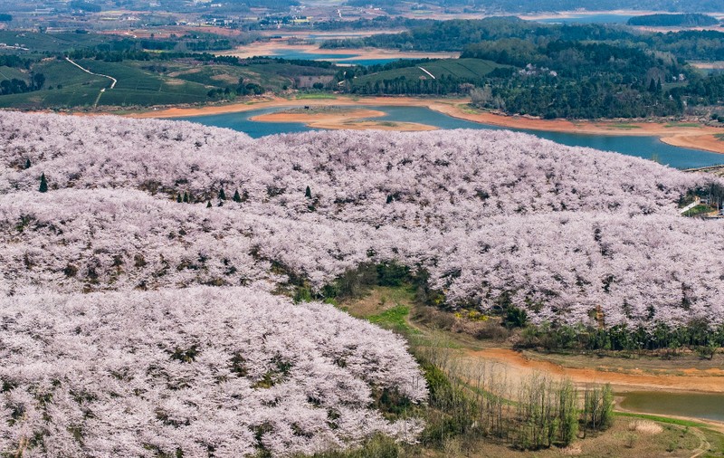 Imagini spectaculoase cu cireșii înfloriți din provincia Guizhou, China I VIDEO 