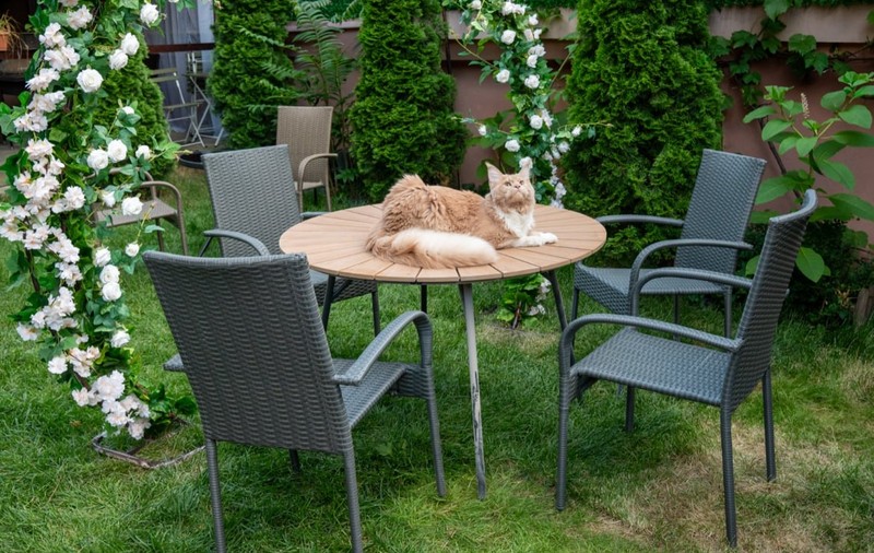 Prima cafenea cu pisici Maine Coon din România se deschide în București. Unde se află locația, prețurile din meniu și regulile casei