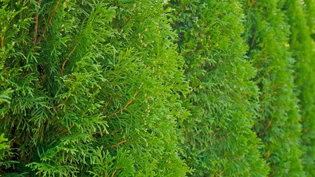 Tuia plicata