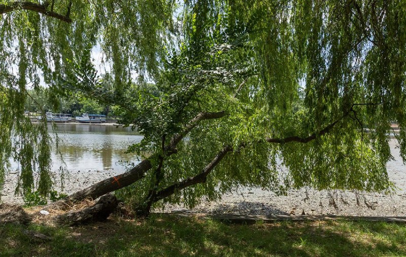 Cum explică Ciprian Ciucu tăierea a 103 arbori din Parcul Herăstrău: „Vor fi defrișați cei care sunt aplecați pe marginea malului”
