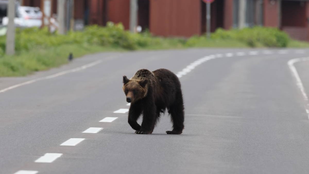 Un urs brun în timp ce traversează o șosea pe două benzi, într-un oraș