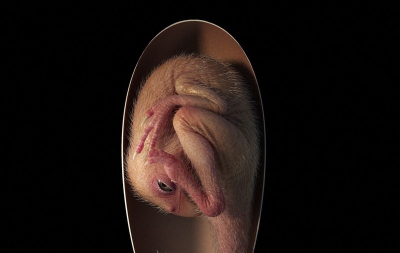 „Baby Yingliang”, un embrion de dinozaur perfect conservat, vechi de 70.000.000 de ani, descoperit în China