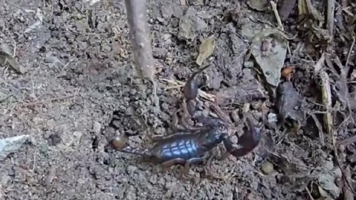 scorpioni carpatini