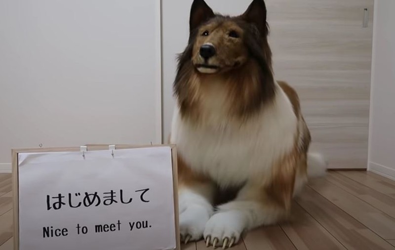 VIDEO | Un japonez a cheltuit o sumă impresionantă pentru a arăta ca un câine: „Mi-am putut îndeplini visul”