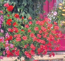 Arhiva foto