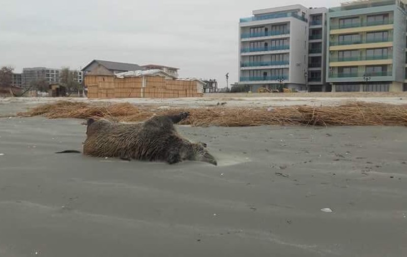 Porci mistreți, găsiți morți și parțial sfâșiați pe o plajă din nordul stațiunii Mamaia - FOTO&VIDEO