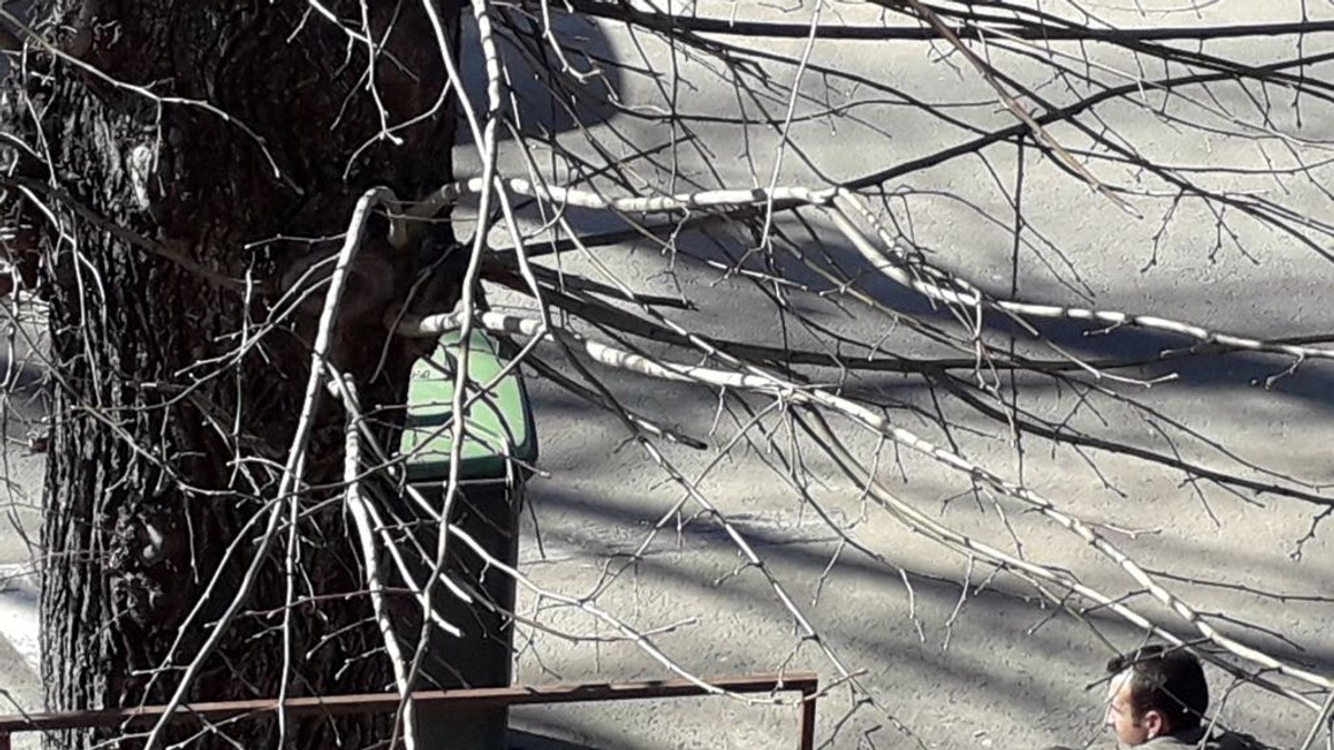Piromanul din București a fost surprins când incendia o mașină. A fost, de altfel, proba care l-a înfundat definitiv/piromanul stă pe un trotuar