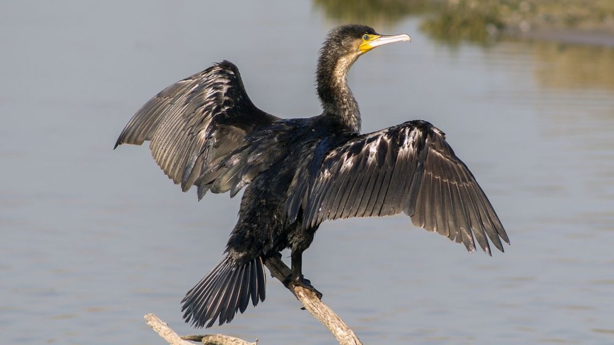 Câți cormorani sunt în România