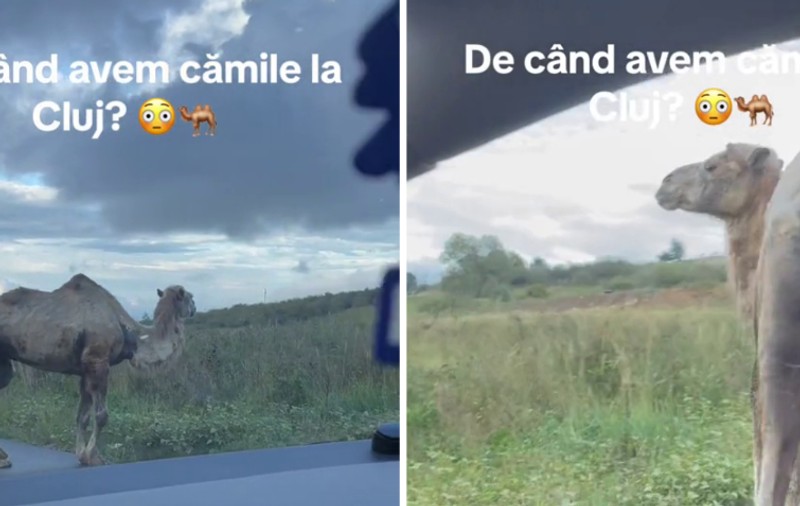 Un șofer s-a trezit în față cu un dromader, pe o șosea din Cluj: „Acum înțeleg de ce sunt prețuri ca-n Dubai!”. VIDEO