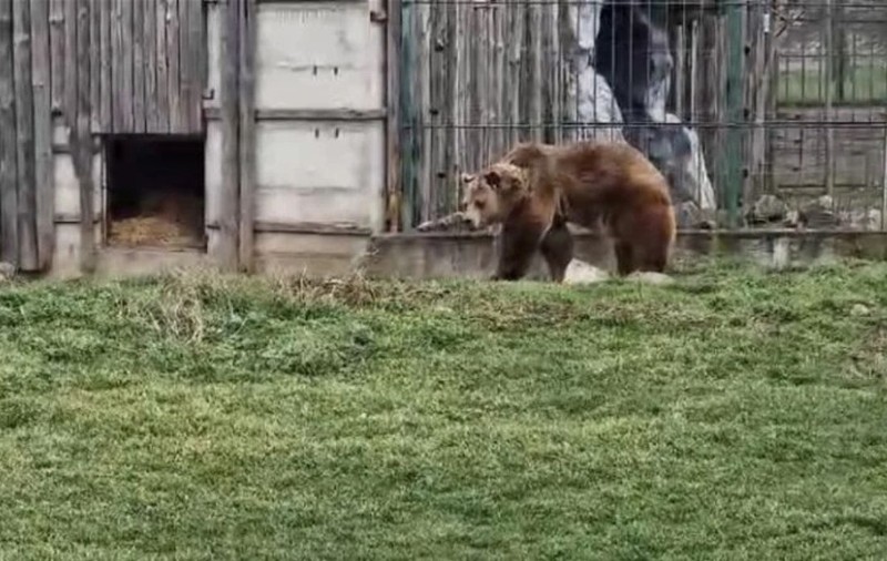 Au apărut vestitorii primăverii la Grădinile Zoologice din Oradea și Târgu Mureș. Sute de oameni s-au îmbulzit să vadă momentul ieșirii urșilor din bârlog |VIDEO