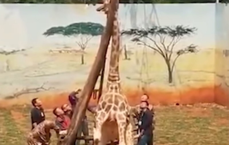 VIDEO| O girafă a murit după ce a rămas cu capul blocat între crengile unui copac