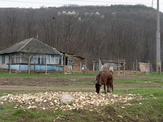 Vaca lovită cu maşina de Sergiu mănâncă varza aruncată de un localnic