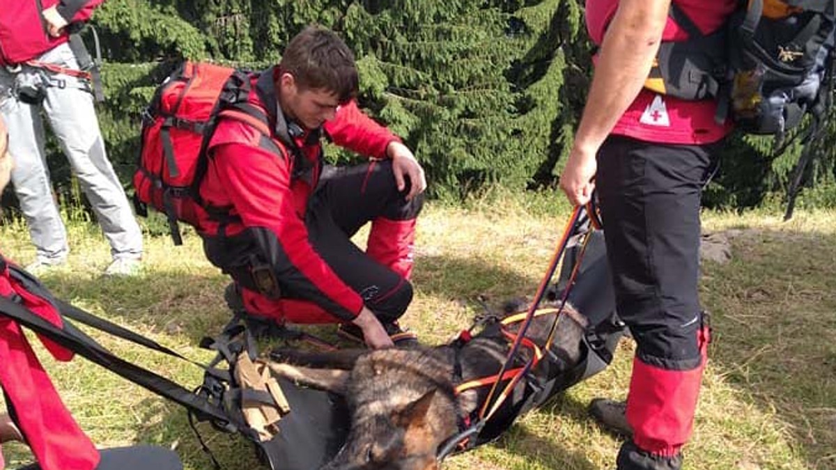 Salvator ajuns victimă. Câine de urmă coborât pe targă din munți, în timpul operațiunilor de căutare a ciobanului dispărut în Maramureș