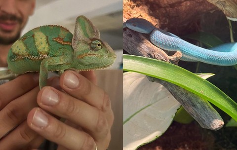 Brașov, orașul în care funcționează prima grădină zoologică privată din România