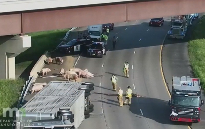 Autostradă blocată, în SUA, după ce un camion cu porci s-a răsturnat, iar polițiștii s-au chinuit patru ore să-i prindă