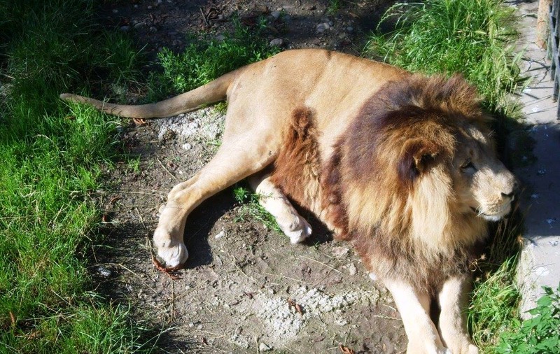 Câinii comunitari, hrană pentru leii de la ZOO Târgovişte? VIDEO