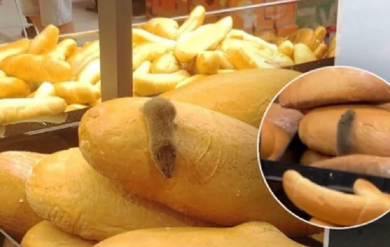 Șoarece filmat printre pâini într-un supermarket Kaufland, în Slovacia: „Mereu «proaspăt»”