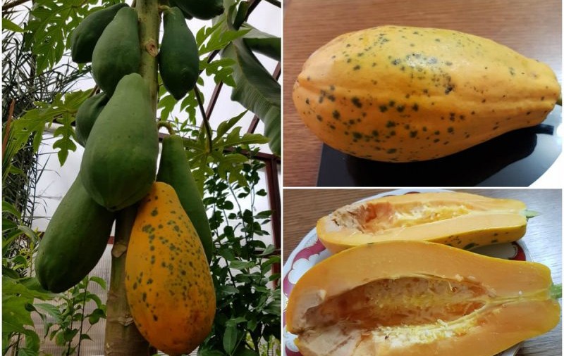 Cum arată sera cu fructe exotice din Alba Iulia, unde papaya are aproape un kilogram, iar bananierii au 6 metri înălțime