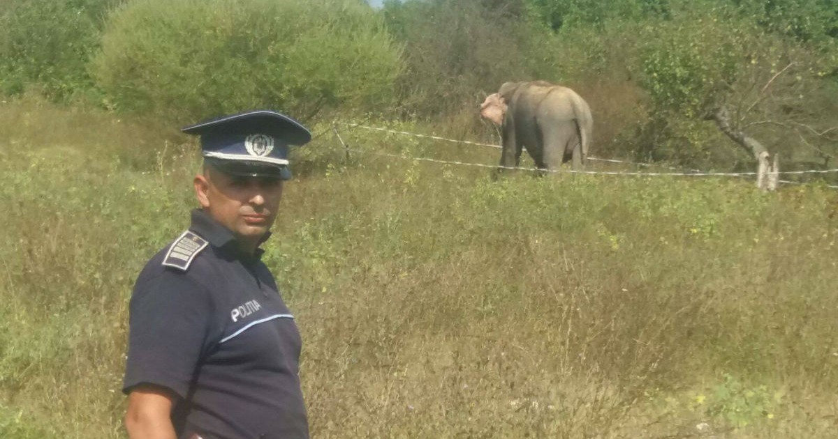 Un elefant a scăpat de la circ (Foto: Facebook/Poliția Română)
