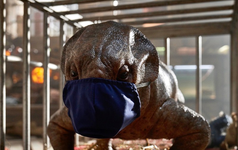 Filmările pentru “Jurassic World: Dominion”, suspendate din cauza Covid
