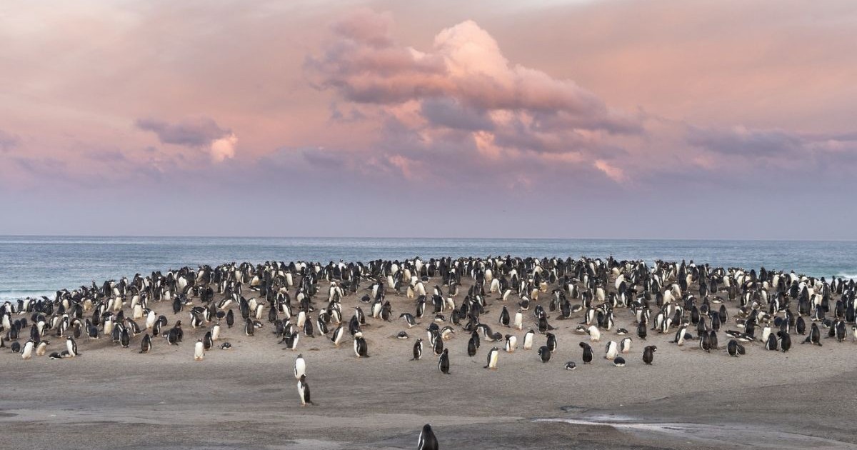 pinguini în Antarctica