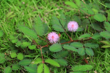 Mimoza Pudica - planta