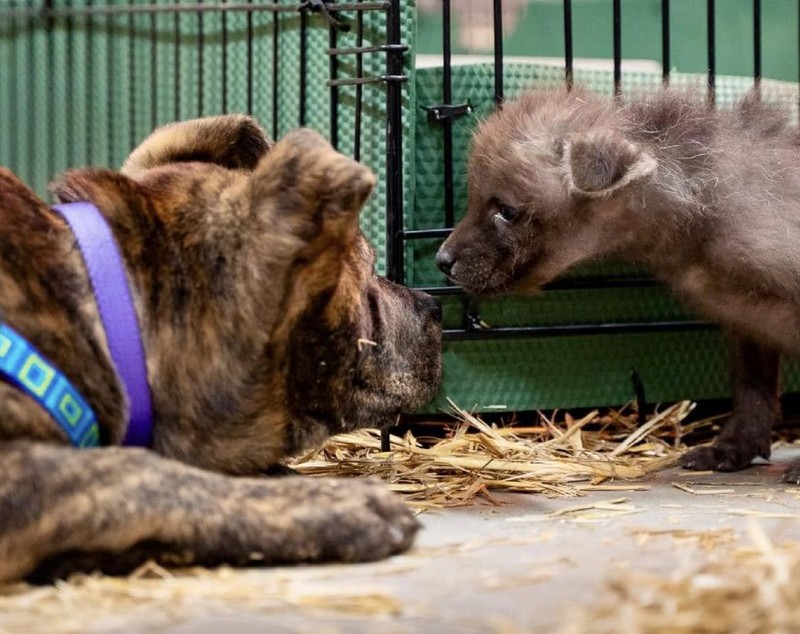 Un pui de lup orfan și un câine abandonat sunt de neseparat. Povestea unei prietenii neașteptate
