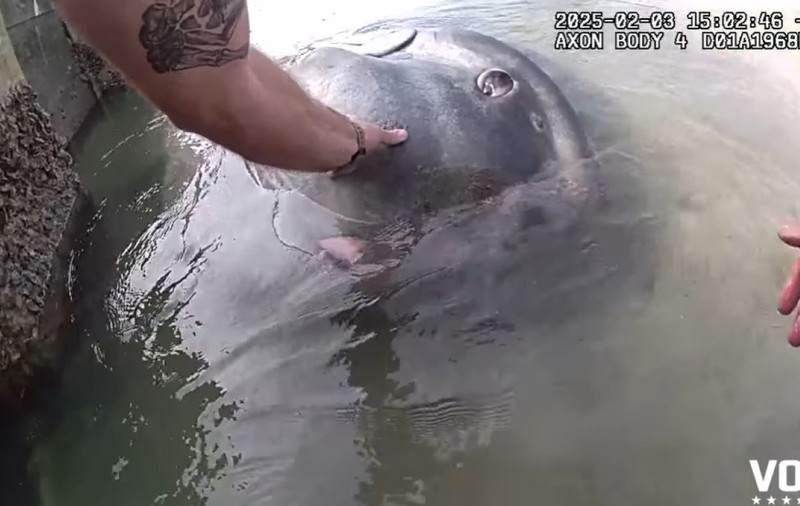 Momentul în care un pește-soare uriaș de ocean este eliberat după ce a rămas blocat lângă plajă, în Florida | VIDEO