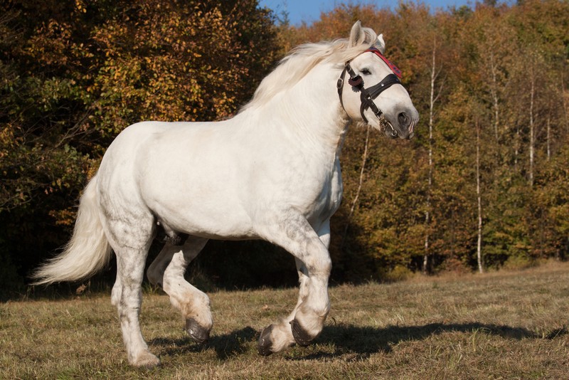 Rasă de cai mare - Percheron