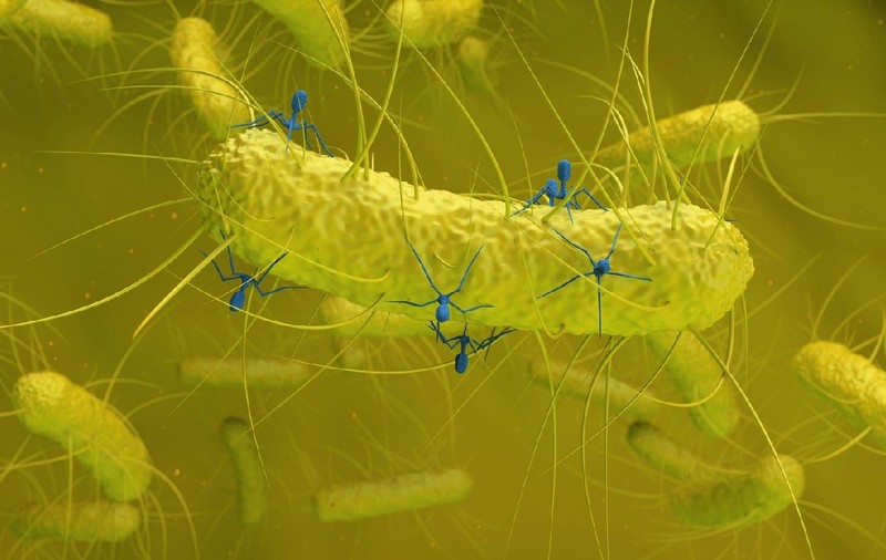 O nouă metodă pentru a lupta împotriva infecțiilor nosocomiale: terapia cu bacteriofagi