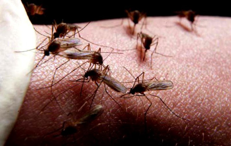 S-a înregistrat al doilea deces provocat de virusul West Nile, în România. De la debutul sezonului, au fost confirmate opt cazuri de îmbolnăviri