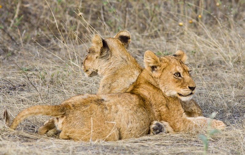 O grădină zoologică din SUA a început să imunizeze animalele anti-COVID cu un vaccin experimental