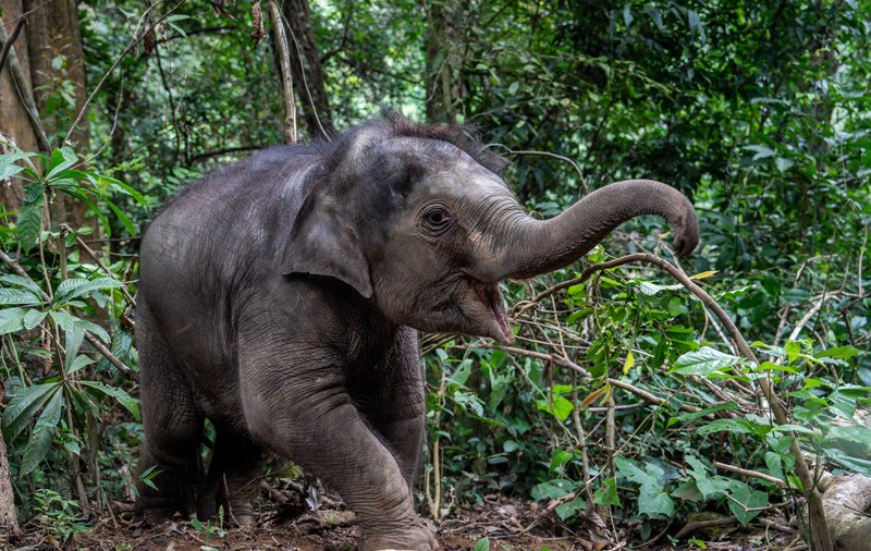 Autoritățile mexicane au luat măsuri pentru a-l ajuta pe „cel mai trist elefant din lume”