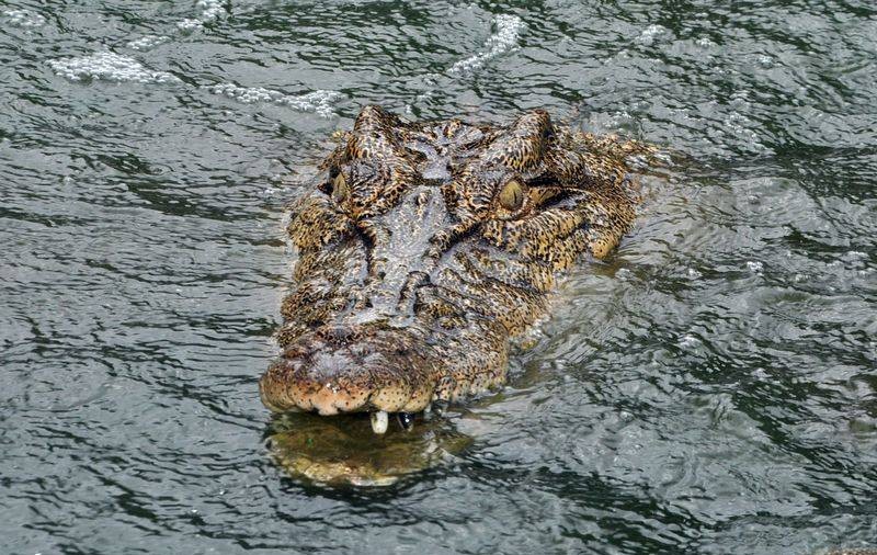15.000 de crocodili au scăpat dintr-o crescătorie din Africa de Sud