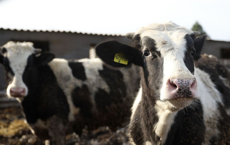 China cumpără cu sute de milioane de dolari pietre la bilă de la vaci din întreaga lume. Vânzătorii din Uruguay au fost condamnați