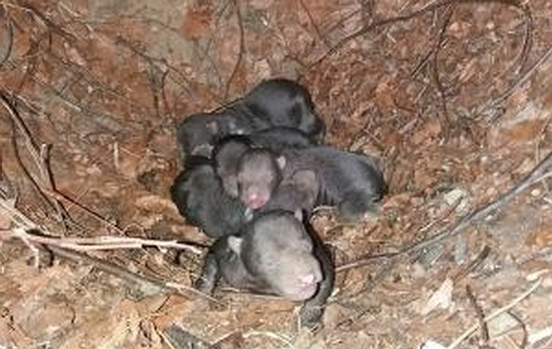 O ursoaică a fătat cinci pui în județul Vâlcea. Imagini din bârlogul în care hibernează