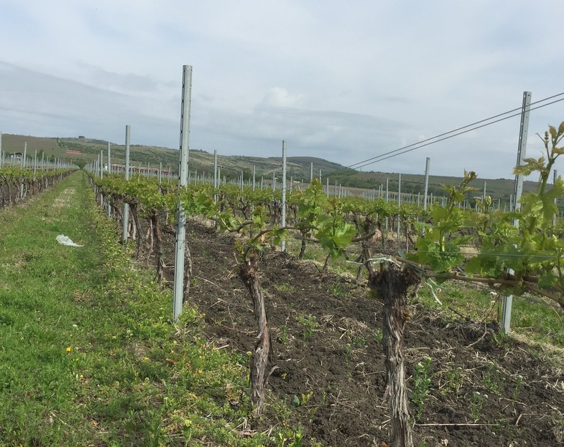 FOTO | Urmările urgiei din Prahova: au fost afectate 3.000 de hectare de vie, iar producția de struguri e pierdută pe alocuri și în proporție de 100%!