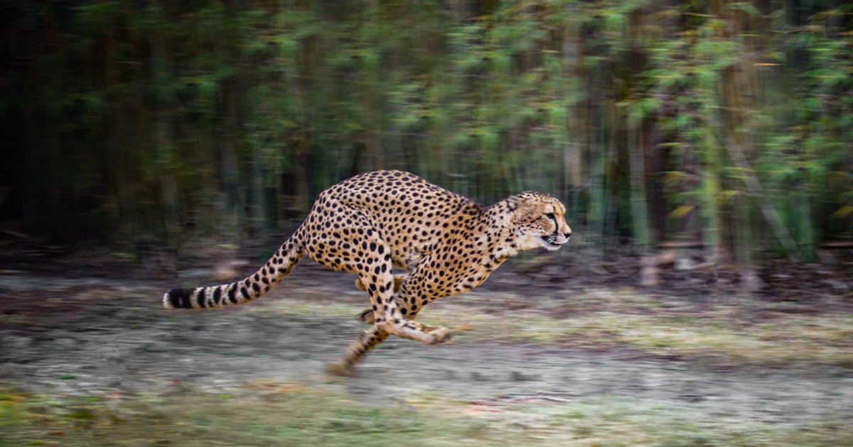 Cele mai rapide animale din lume