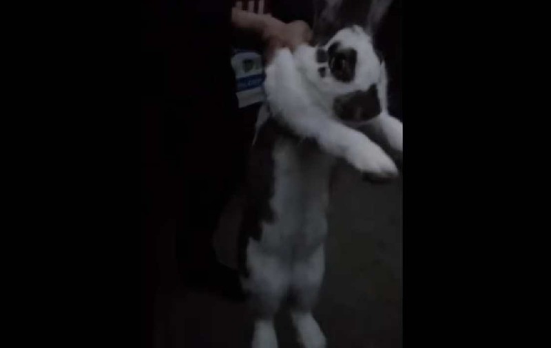 Jandarmul Epure din Galați a salvat un iepure încolțit de câini în centrul orașului. Coincidență de nume cu final fericit VIDEO