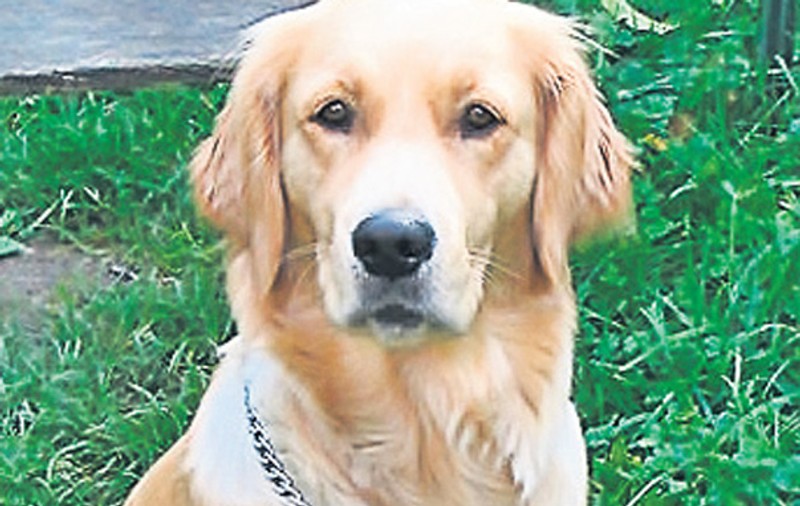 Un câine tare pofticios! A înghiţit un ciorap de damă, două ace de siguranță, un medalion, 5 m de sfoară și un papuc! | FOTO